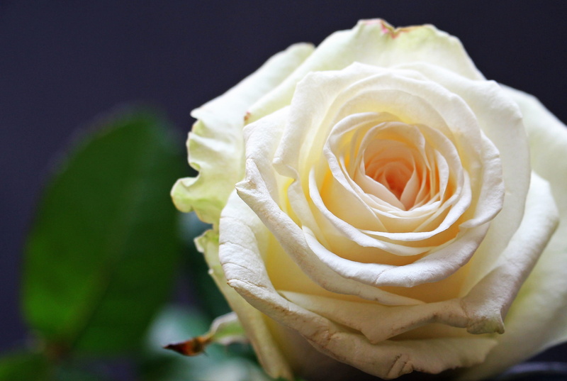 fragility, floral greeting, no people, photography, beauty in nature, plant, rose bloom, Blossom, love, mourning, flower head, emotion, innocence, close