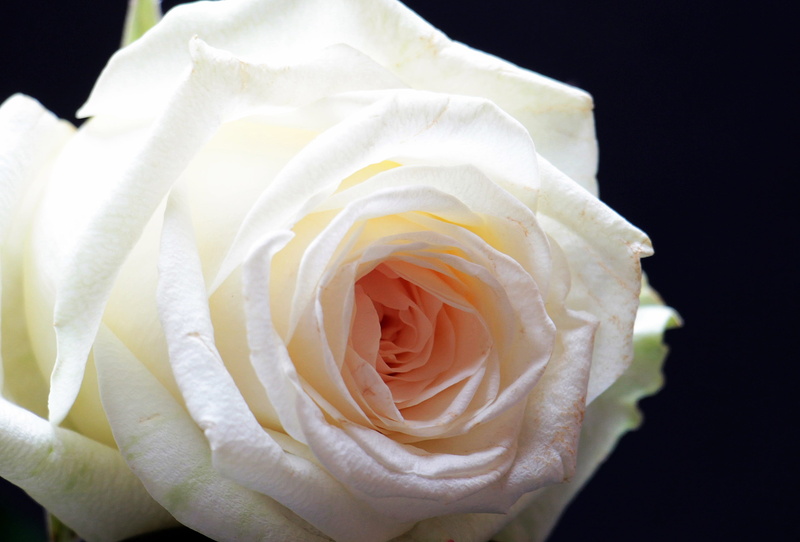 love, trauerkarte, growth, Blossom, white color, nature, meditation, hope, valentines day - holiday, petal, 2K, softness, rose, floral greeting, white flower