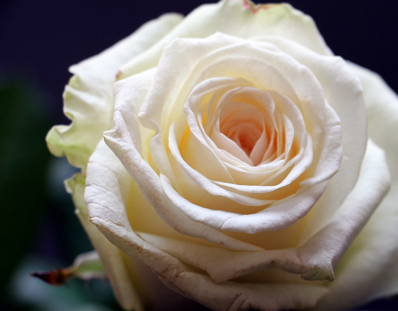 background, floral card, white flower, love, consolation, rose bloom, black, rose - flower, white rose, freshness, close, softness, floral greeting, petal