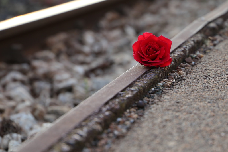 rose - flower, beauty in nature, plant, condolence, outdoors, vulnerability, loving memory, rail transportation, selective focus, you are not forgotten