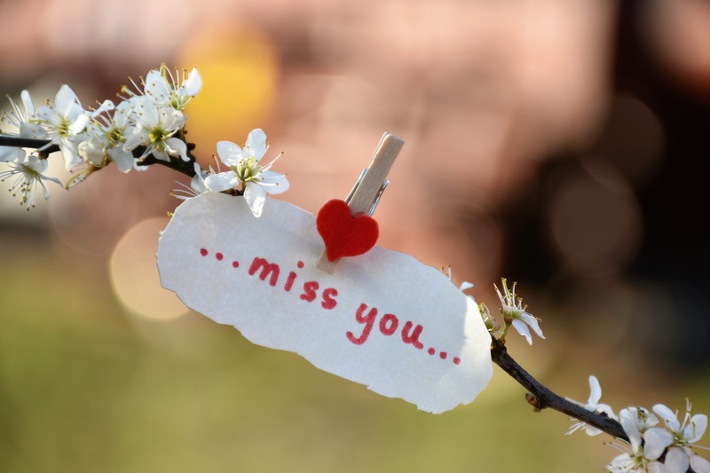 tree, no people, missing, remembering, message, close-up, branch, twig, springtime, spring, cherry blossom, beauty in nature, positive emotion, focus on foreground