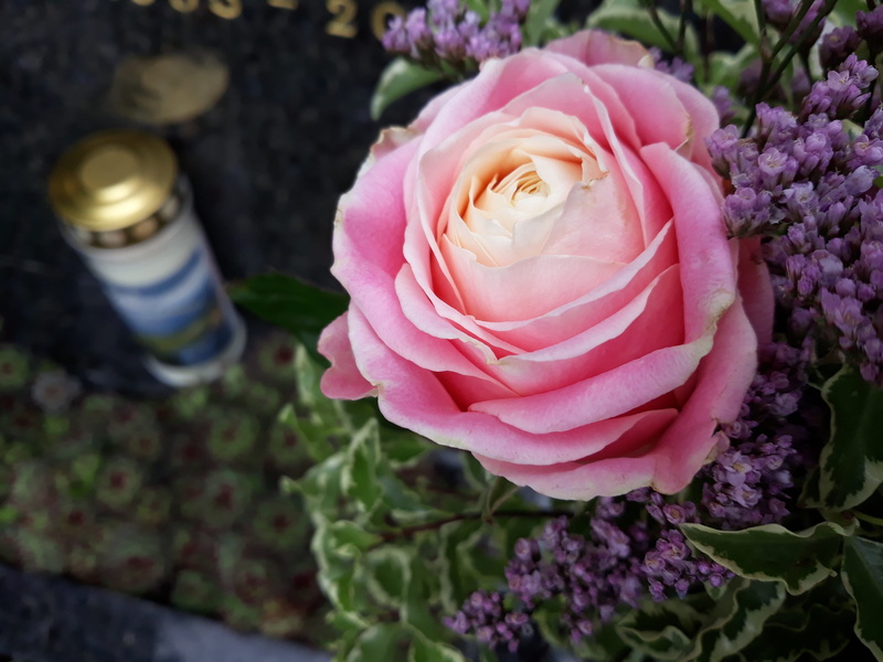 flower, cemetery, pink, nature, high angle view, petal, purple, candle, mirroring, rose - flower, passed away, fragrant, flower head, black ribbon, bouquet