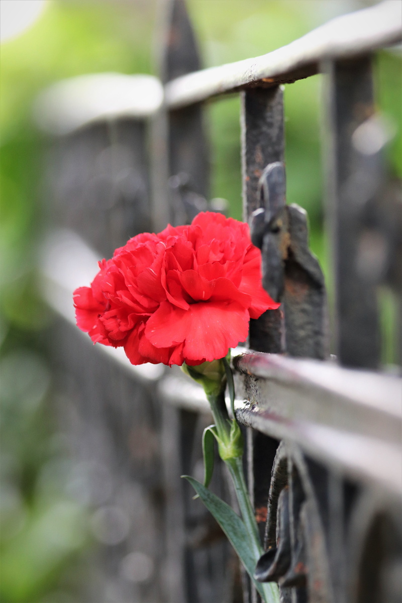 flower, rose - flower, growth, outdoor, outdoors, iron fence, no people, barrier, flowering plant, grave, fragility, fence, petal, remembering, red carnation