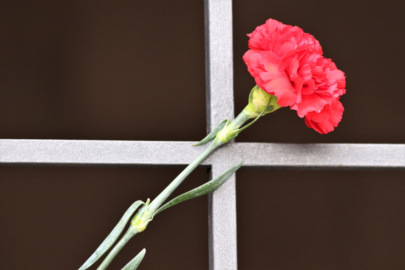 close-up, freshness, condolence, flowering plant, tomb entrance, red carnation, architecture, fragility, inflorescence, plant, indoors, outdoor, rose, flower head