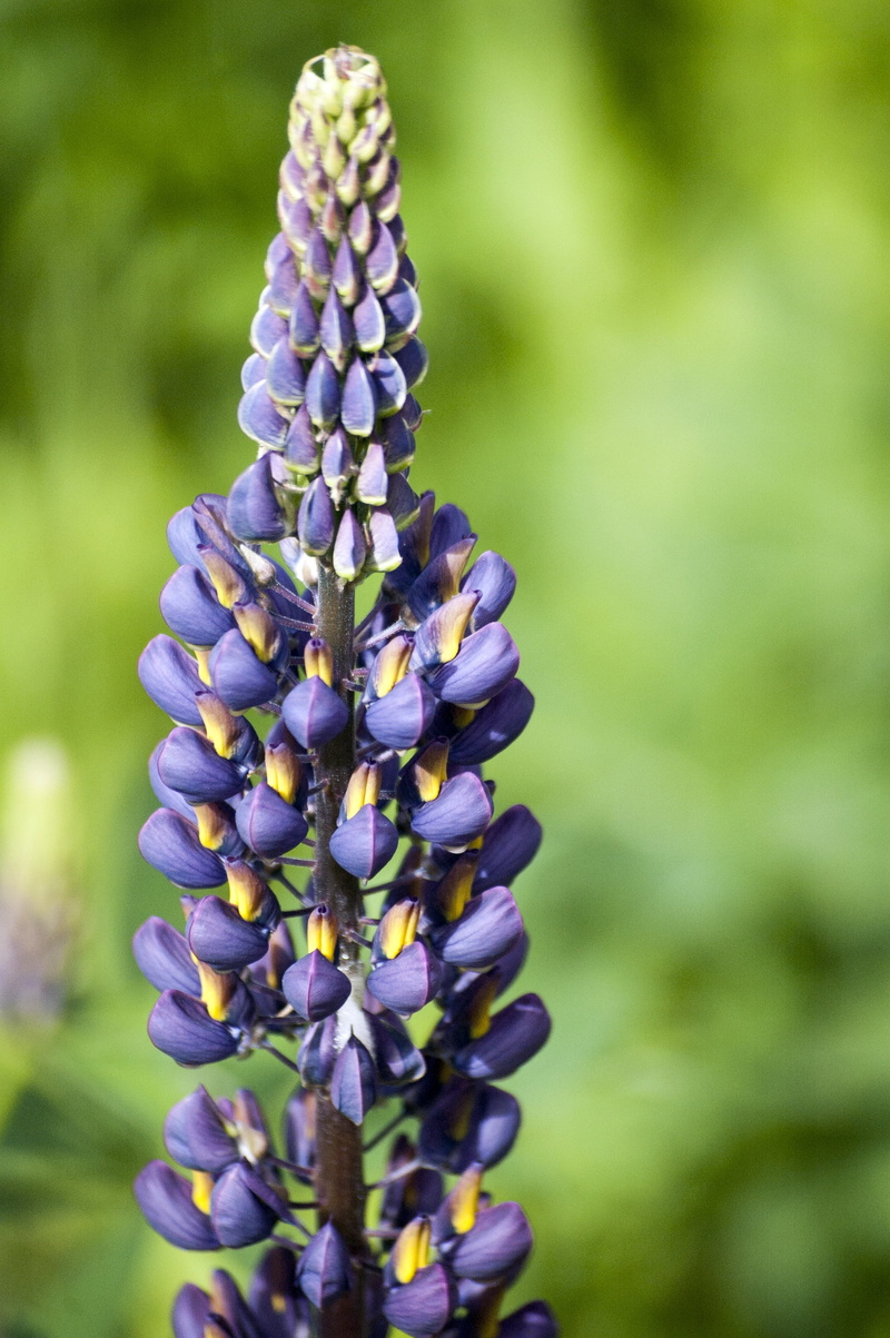 lupin, healthy, blooming, garden, bloom, natural, botany, tranquility, vulnerability, eco, life, loss, ornamental, close-up, plant, sunlight, elegant, botanical