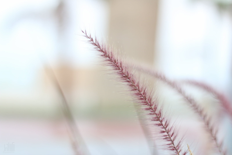 red wheat, macro, grass, kurd, red, plant, 1080P, purple, syria, love, macro photography, backgrounds, arab, dubai, breeze, background, Sympathy, nature