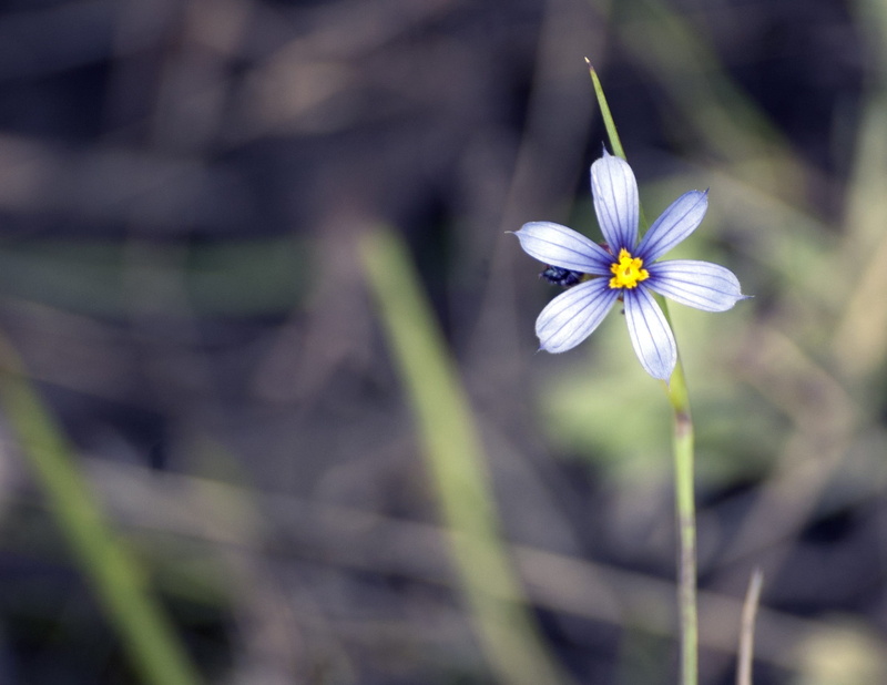 blue, focus, contemplative, relationship, care, quiet, no people, close-up, outdoors, growth, dom, lichen, conservation, background, selective focus, empathy