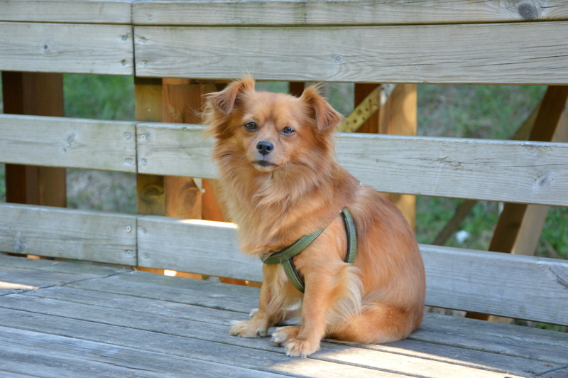 domestic animals, pets, Canine, follower, young animal, sitting, bench, game, faithful, friend of man, seat, animal, vertebrate, exterior, domestic, wood - material