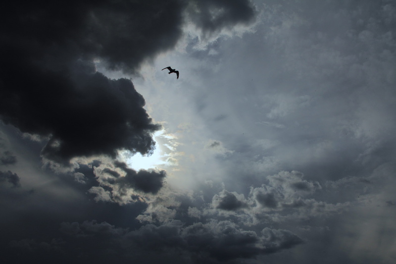 no people, promising, day, one animal, 5K, storm, scenics - nature, beauty in nature, animal, cloud, bird, sympathy, mid-air, silhouette, lone, flight