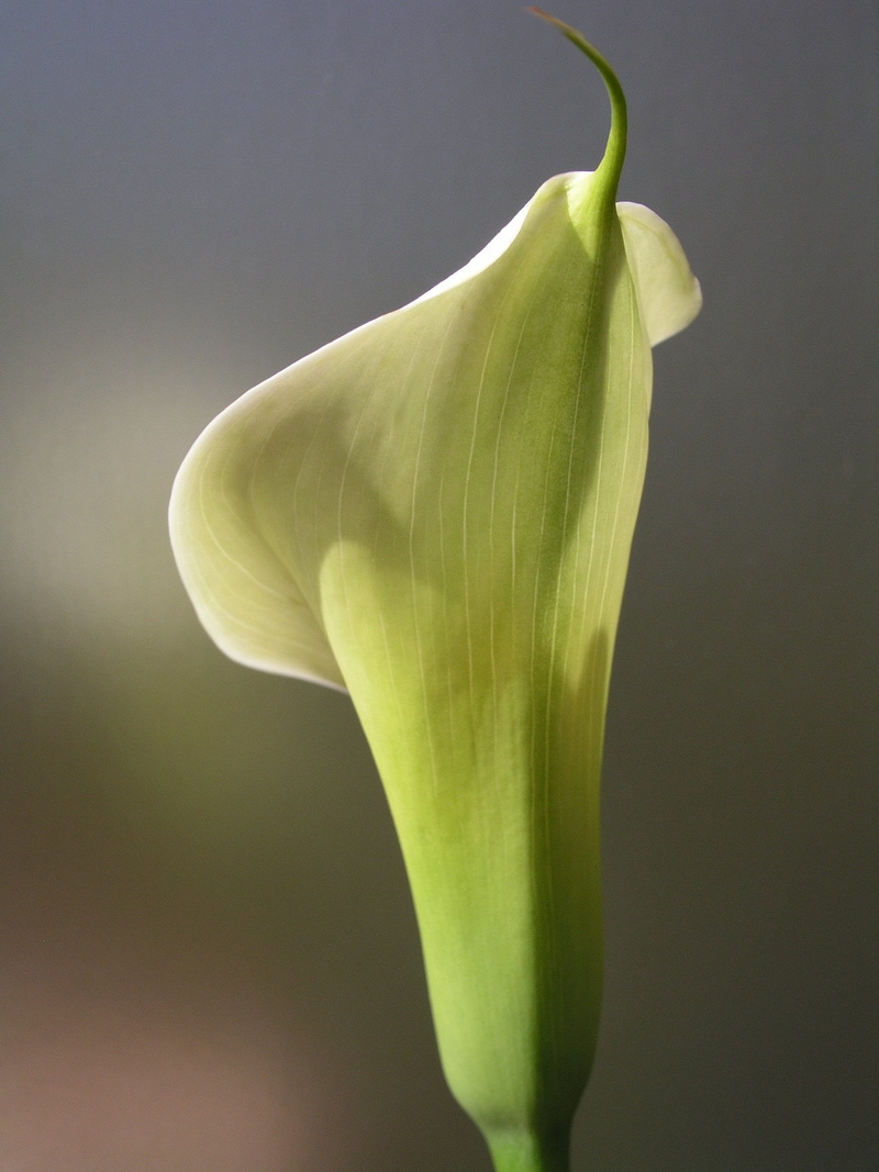 plant, studio shot, close-up, inflorescence, beauty in nature, plant stem, arum, freshness, food and drink, flower, healthy eating, 2K, flowering plant