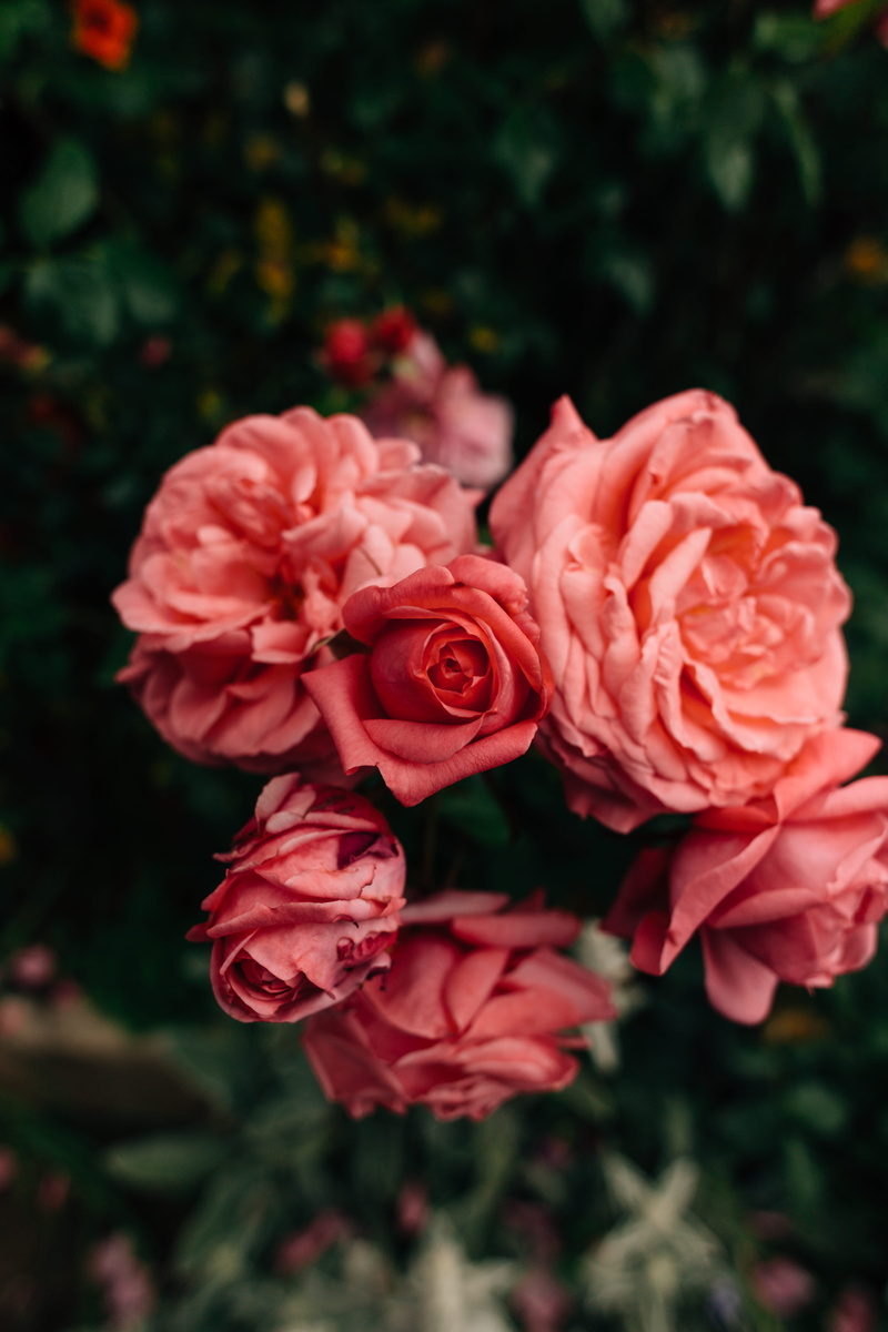 blossom, bloom, focus on foreground, growth, botanic, 5K, emotion, botanical, rose, vulnerability, no people, rose - flower, fragility, freshness, petal