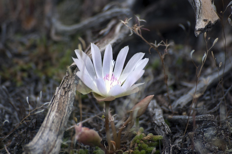 earth, conservation, serene, protection, flower head, ground, sustainability, growth, 2K, close-up, plant, no people, day, freshness, bitter root, purple