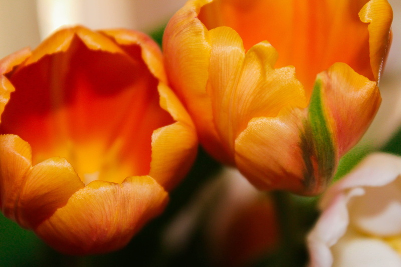 orange, rose - flower, close-up, 2K, cups, bloom, focus on foreground, nature, fresh, floral, orange color, friendly, sensitive, flower, open, garden