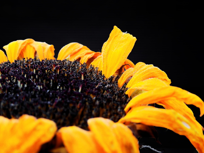 no people, orange color, old, petal, sympathy, beauty in nature, transient, nature, flower, yellow, 4K, flower head, plant, fragility, inflorescence, flowering plant