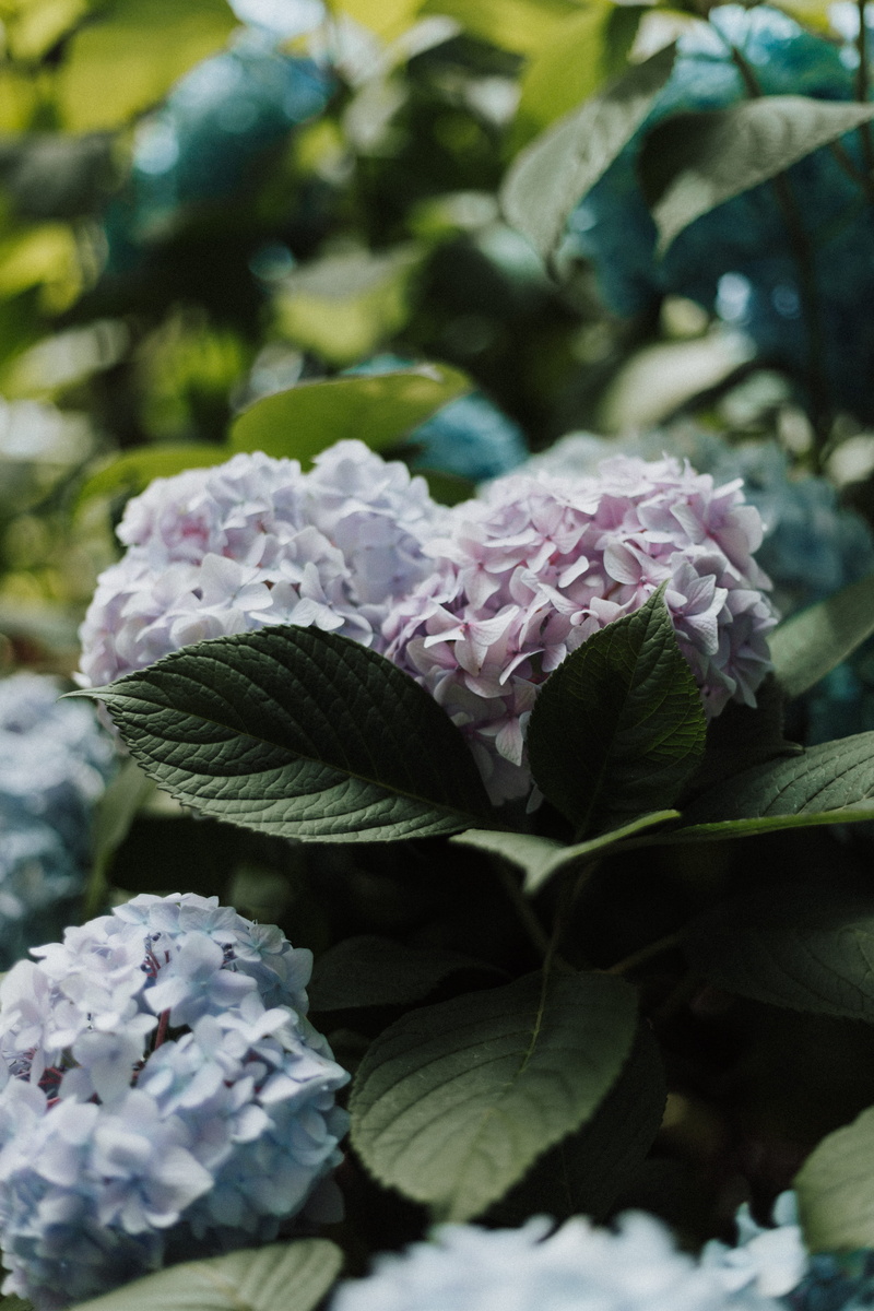 vegetation, plant part, pink color, plants, no people, heart, iris, beauty in nature, petals, vulnerability, valentines, sympathy, focus on foreground