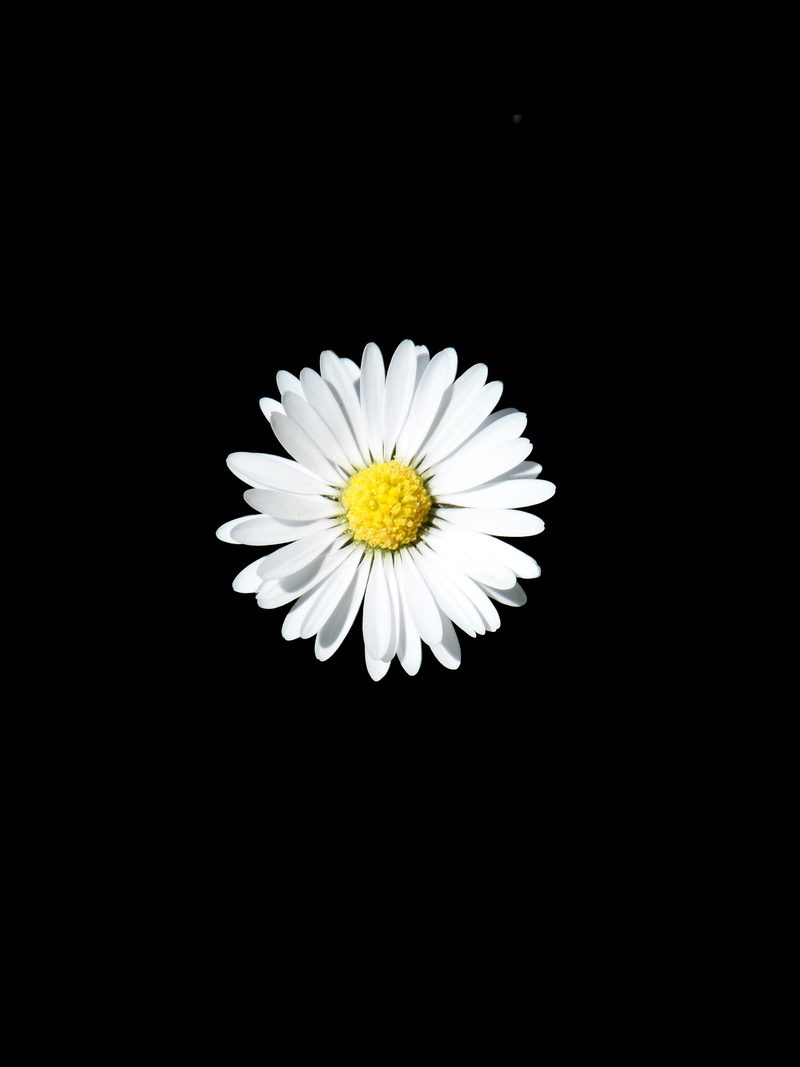 green stuff, picturesque, strong, grow, bellis philosophy, aster-like, blossom, composites, macro, tausendschön, white color, sprout, light, Yellow, splendor