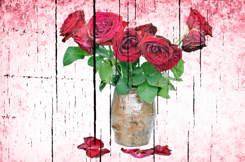 white, red, blossom, freshness, vulnerability, wilted, ruined, flower arrangement, no people, process, black, close-up, old, leaf, rose - Flower, flower head