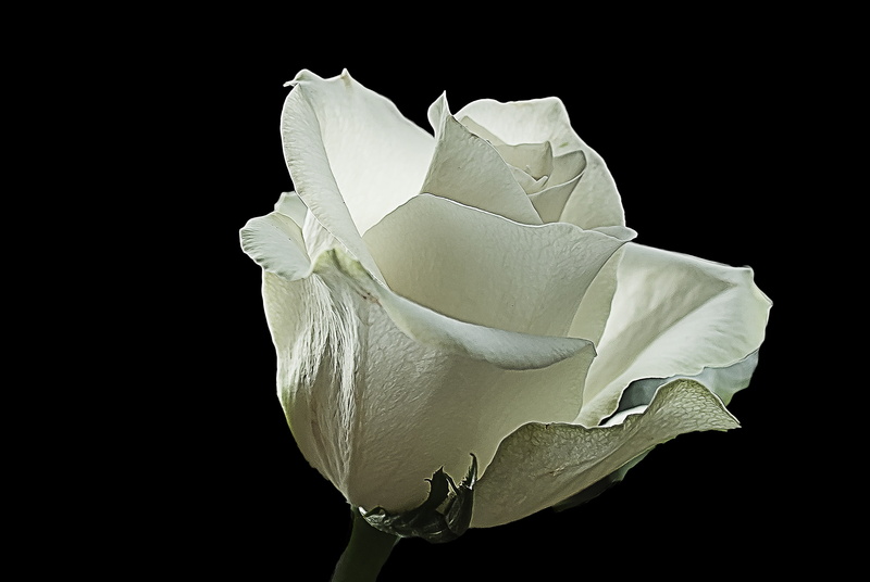 white color, beauty in nature, vulnerability, no people, indoors, petal, 4K, freshness, background, flower, white, fragility, studio shot, softness, white rose
