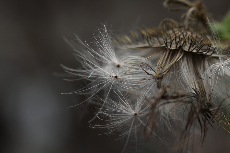 focus on foreground, dandelion seed, organic, dead, thistle, flower head, growth, raw, agriculture, flowering plant, seed, grassland, material, soft focus
