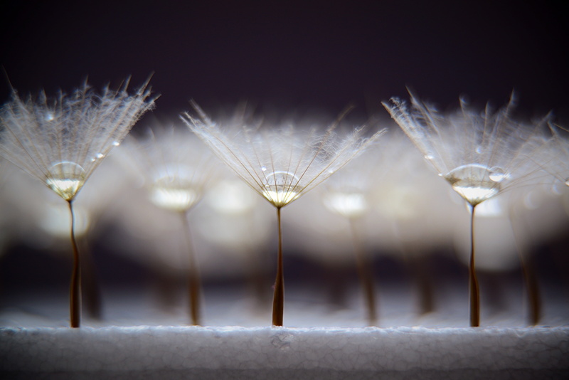detail, fluffy, photo, beauty, botany, growth, 4K, seed, summer, pattern, softness, time  colour, enjoyment, concept, outdoors, florets, life, droplets