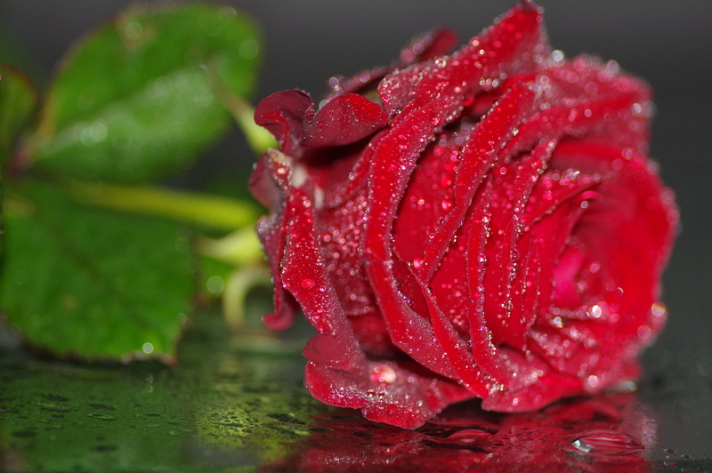 flowering plant, raindrop, rain, red, love, purity, emotion, single, droplets, floral greeting, flower, drop, flower head, nature, freshness, inflorescence