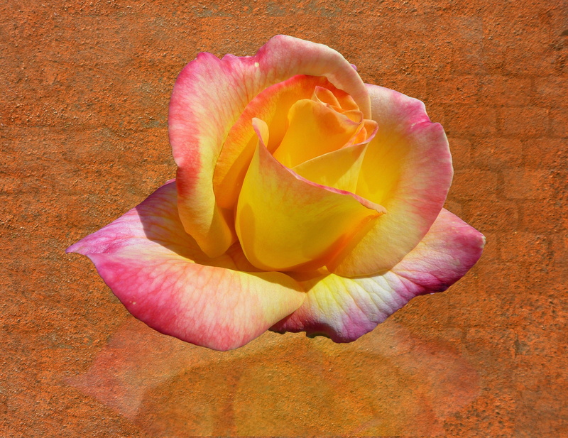 freshness, flower head, plant, close, petal, flowering plant, symbolic, 2K, background, directly above, rose, symbol, purity, emotion, outdoors, flower