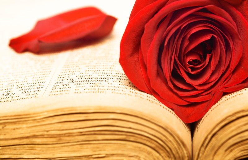 petals, publication, gospel, stem, valentine, set, floral, rosa, pray, indoors, closeup, rose - flower, natural, holy, beautiful, spirituality, photo, close