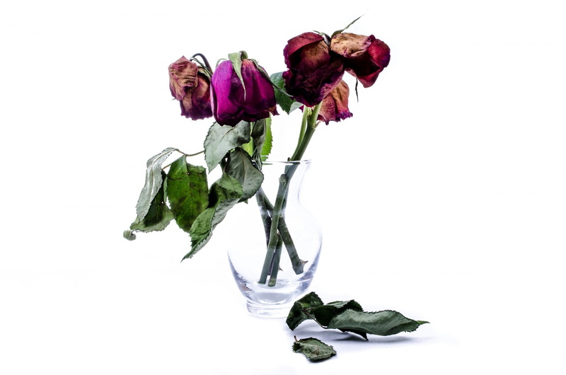 wither, fragility, grief, beauty in nature, sad, red, vase, nobody, autumn, faded, dead, nostalgia, old, day, floral, flowers, freshness, flower head, one