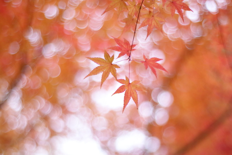 pastel, nature, red, plant, momiji, season, backgrounds, Maple leaves, sparkle, yellow, Maple leaf, autumn, defocused, leaf, forest, tree, ze, Japan, maple