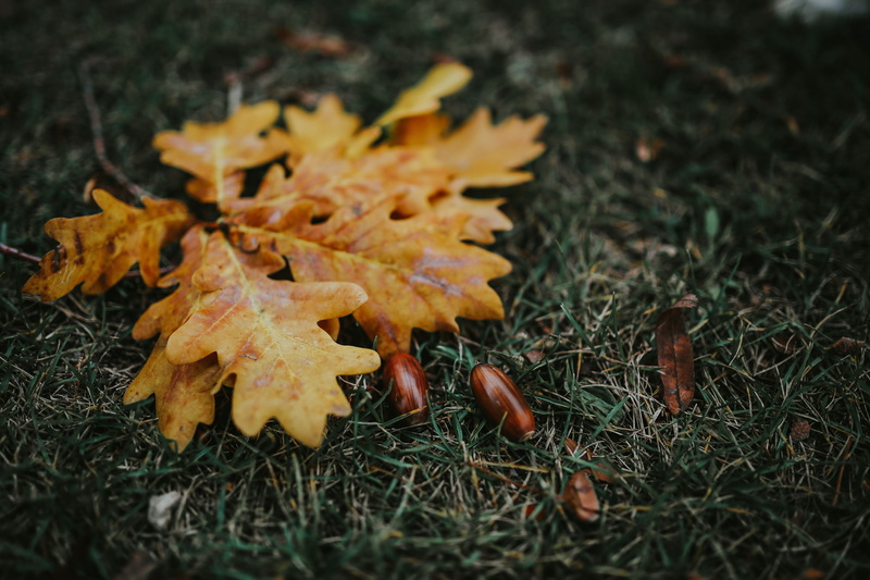 falling, outdoors, 5K, Autumn leaves, day, fall, forest, no people, leaf, dry, gold Colored, grass, ground, season, maple Tree, autumn, october, plant