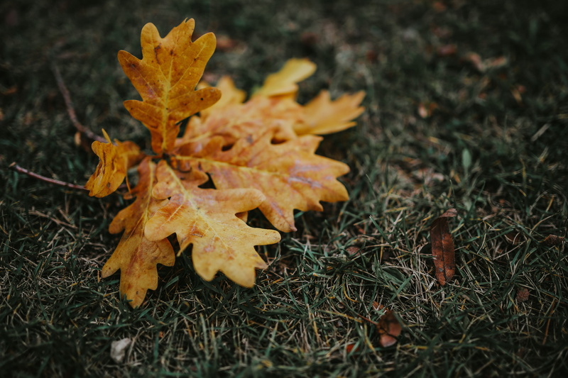 fall, vulnerability, no people, autumn, ground, day, natural condition, dry, nature, orange Color, yellow, field, mobile, season, 5K, brown, smartphone