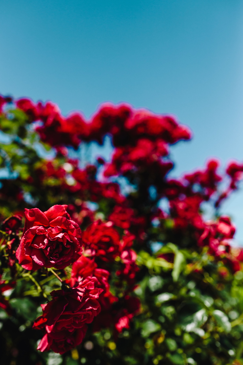 beauty In Nature, leaf, floral, flower, outdoors, rose, inflorescence, flora, close-up, flowering plant, bunch of flowers, Bulgaria, freshness, clear sky