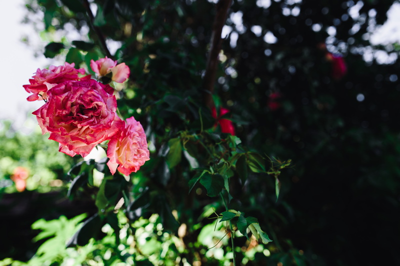 fragility, freshness, focus on foreground, Bulgaria, rose, summer, pink Color, floral, nature, petal, plant, flowering plant, vulnerability, red, no people