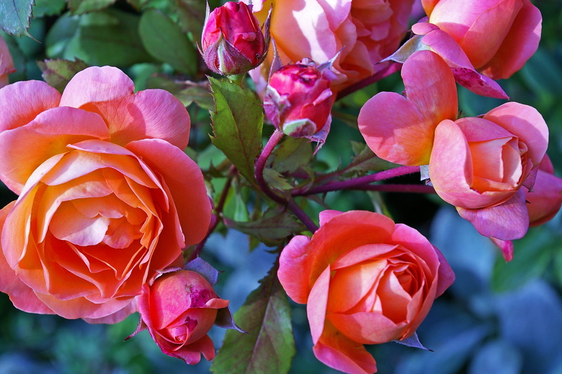 pink color, 2K, summer, flower bed, day, romantic, thorns, springtime, focus on foreground, westerland, bright, vulnerability, outdoors, photo, flower head