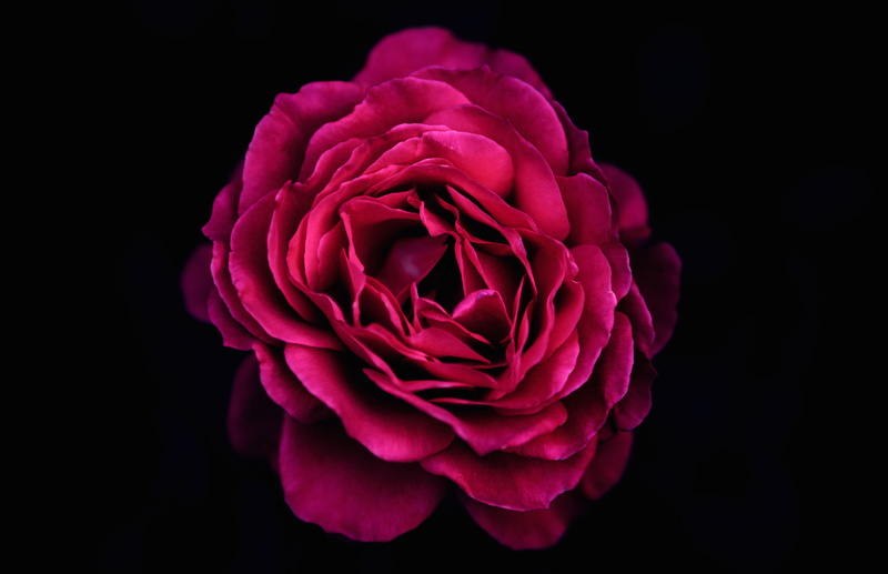 vivid, pink color, red, 5K, close-up, rose - flower, petals, bright, softness, romantic, indoors, no people, color, black background, nature, flora, freshness