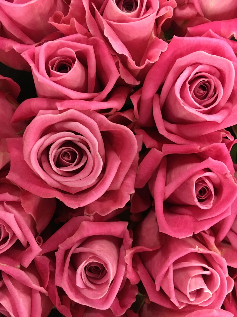 pink color, flower head, freshness, love, petal, backgrounds, fragility, focus, no people, aqua, red, pink, blossom, 4K, nature, photo, flowering plant