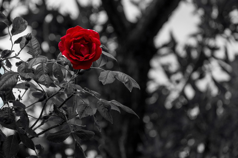 black, bouquet, photography, 4K, rose - flower, red, vulnerability, plant part, freshness, black white, rose, black background, mourning, tree, springtime