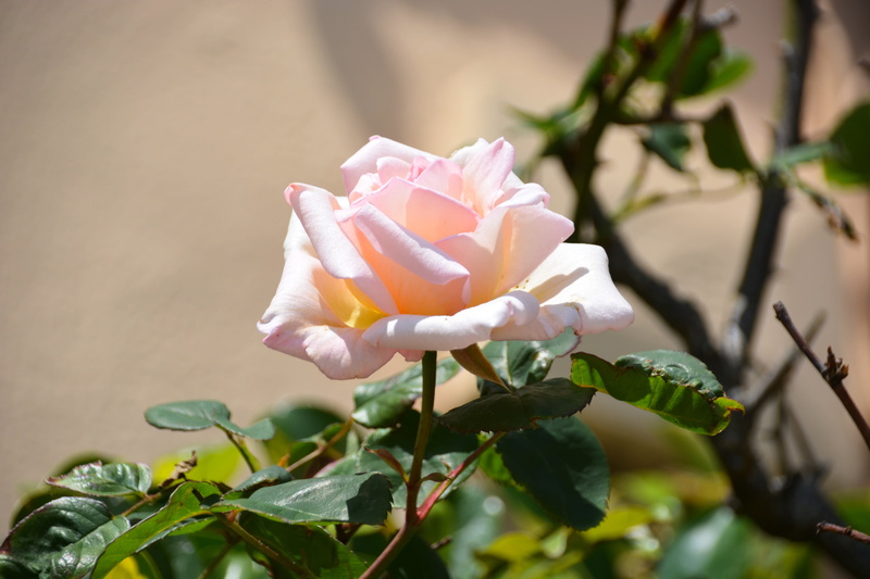 white, plant part, flower, pink, plant, flowering plant, inflorescence, 5K, pale pink, fragility, growth, rose - flower, vulnerability, flower head, day