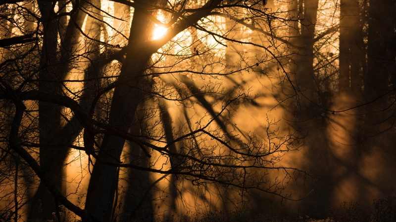 fog, forest, land, woodland, tree, growth, mist, Sun, winter, 1080P, non-urban scene, beauty in nature, shadow, branch, nature, sunlight, brown, plant