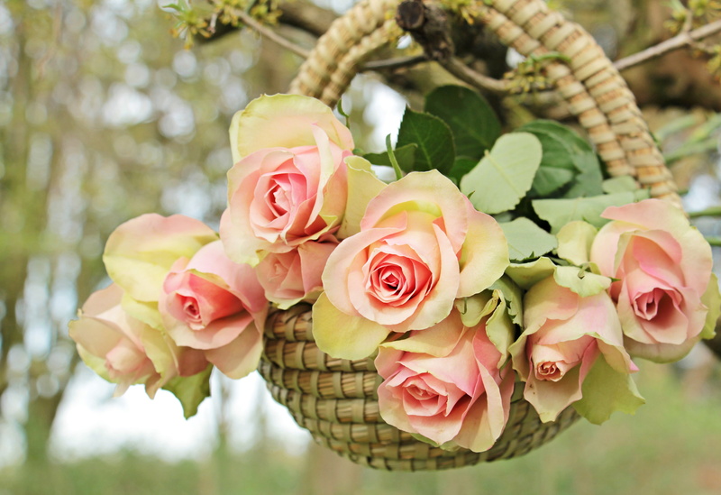 valentines day, pink, flower arrangement, beautiful, rose flower, close-up, vulnerability, 5K, noble roses, focus, photo, basket, selective, flowers, thank you