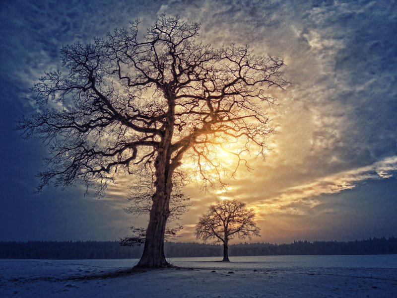 landscape, manicuring, scenics - nature, trees, snow, beauty in nature, wintry, aesthetic, branch, environment, cloudy, tree, clouds, cold temperature