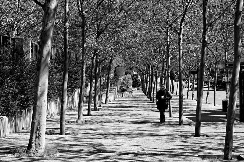 land, light, trunk, trunks, perspective, Shadows, grass, solar light, blue, growth, black And White, street, day, Branch, forest, Tree, people, landscape