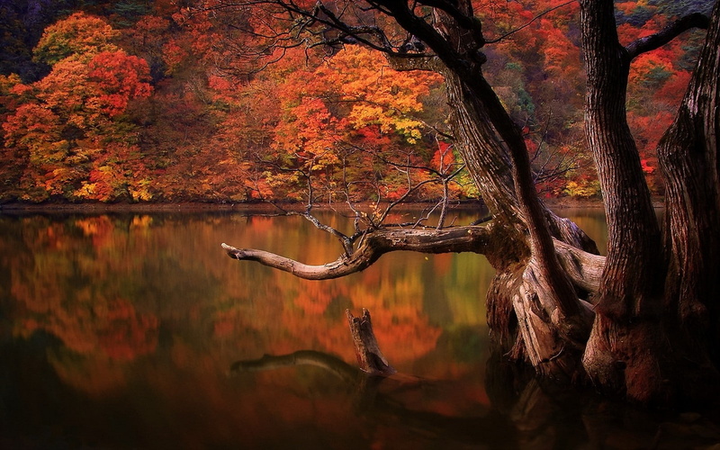 no people, landscape, orange color, Sadness, tranquil scene, Colorful, South Korea, Sad, water, reflection, tree, scenics - nature, 720P, waterfront, nature