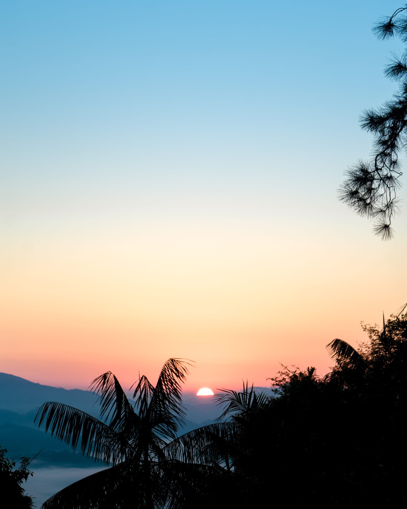 brazil, early, camping, nature, black, jungle, orange color, resende, sunset, plant, clear sky, trees, copy space, leafs, outdoors, growth, silhouette