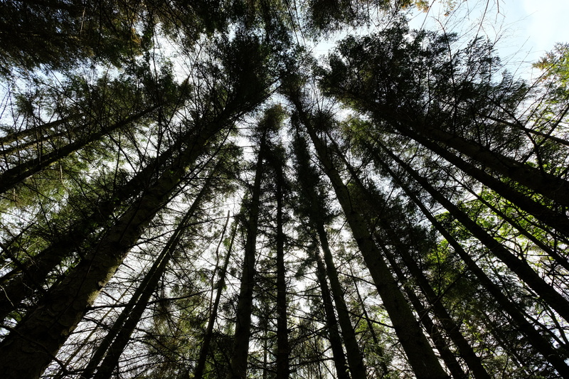 no people, non-urban scene, log, growth, blue, plant, tree trunk, outdoors, sky, wood, 5K, low angle view, woodland, forest, rest, tree, directly below