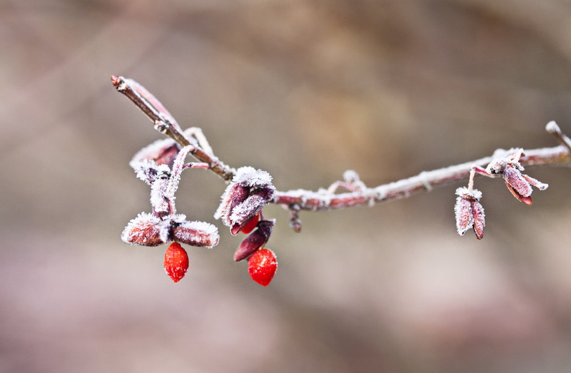 season, plant, seasons, snowed, tree, twig, cold - Temperature, fruit tree, photo, frosty, ice, nature, selective, frost, winter, snow, red, fruit, 2K