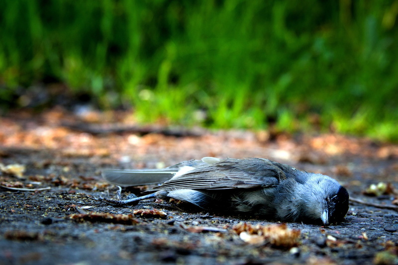die, dead, day, animal, no people, passerine, gray, pain, bird, tree, mammal, feather, 2K, nature, selective focus, forest, lifeless, decay, vertebrate