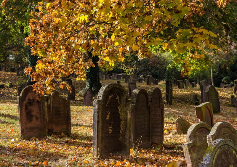 leaf, day, tomb, 4K, change, death, memory, tree, jewish, cemetery, transience, sadness, tombstone, plant, history, autumn, nature, outdoors, religion