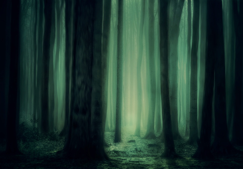 woodland, tranquil scene, nature, atmosphere, 4K, fog, night, fairytale, magical, magic, mystery, outdoors, curtain, spooky, beauty in nature, tranquility
