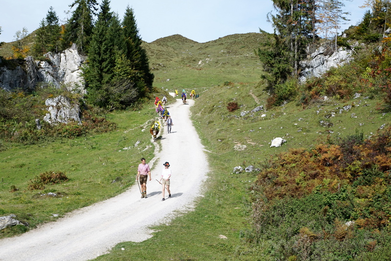 road, pets, transportation, alpenpanorma, kuhwiese, jewellery, europe, tyrol, hobby, tourism, group of animals, alpine, beauty in nature, mountains, forest